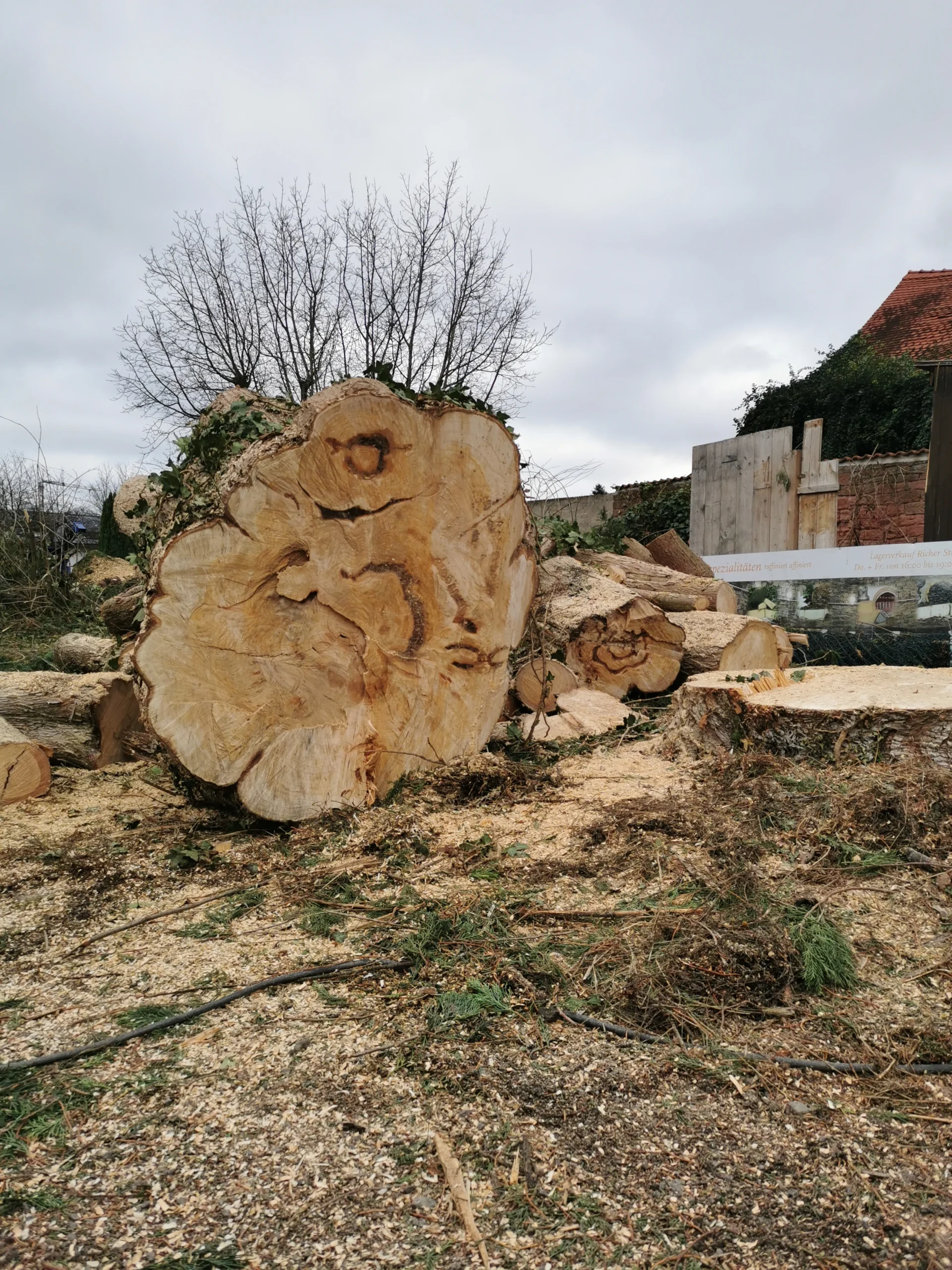 Baumfällung Baumpflege Tree Guard