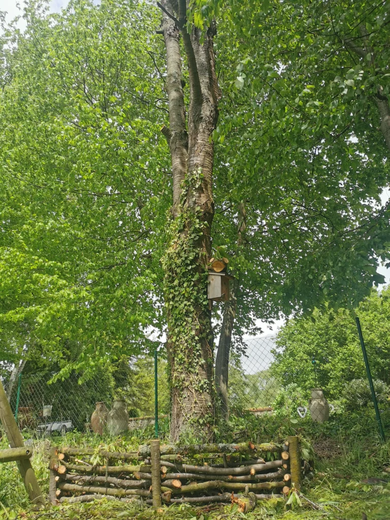 Bild Natur Habitate Tree Guard