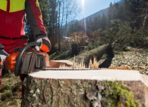 Motorsäge Bild Mitarbeiter von Tree Guard