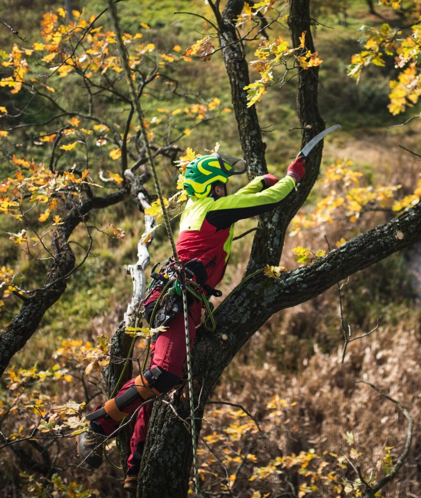 Seilklettertechnik Bild Mitarbeiter von Tree Guard